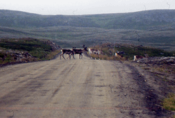 Nordkapp-Tour 1982