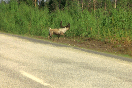 Schweden 1985