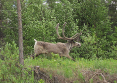 Nordkapp-Tour 2010