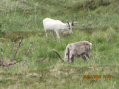 Nordkapp-Tour 2010